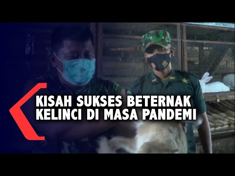 , title : 'Kisah Sukses Babinsa dengan Beternak Kelinci di Masa Pandemi'