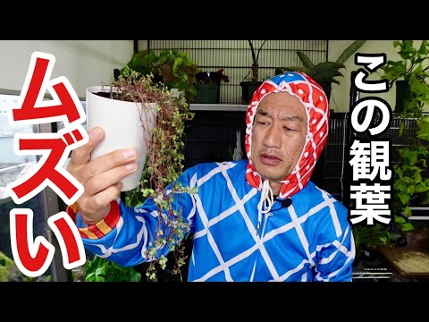 園芸 ブルービアード、クランドンカリオプテリス、ブルースピレア