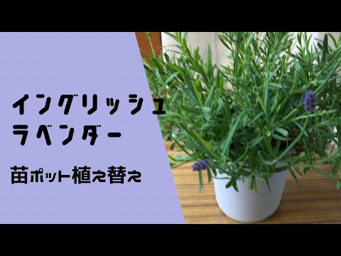 ラベンダーを鉢に植える時期はいつ？どうやって ？季節に応じたメンテナンスアドバイス  庭園