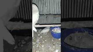 Download lagu anakan burung kacer albino #burungkacer #kacer #burungalbino #kicaumania #burunglangkah #burung mp3