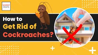 The Truth About Cockroaches & How to Get Rid of Them Quickly