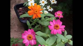 CUANDO VUELVA A TU LADO - NATALIE COLE