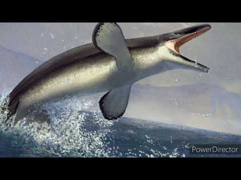 Mosasaurus tribute: new divide