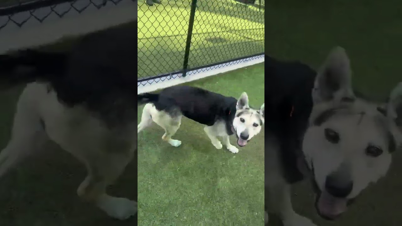 Enlarge King Lu, a Adoptable Mixed Breed in Greensboro, NC video 6/6