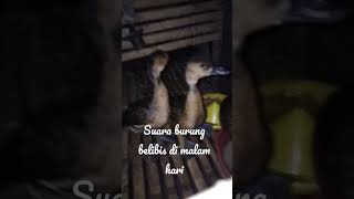 Download lagu suara burung belibis di malam hari mp3