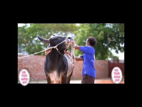 Rivarine Farms Ltb....কোরবানির গরু?