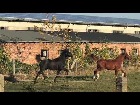 Benicio und Goldberg