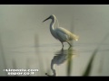 Birds Of Israel Little Egret לבנית קטנה