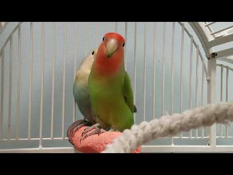 Oolong & Chai, an adoptable Lovebird in Pineville, NC_image-1