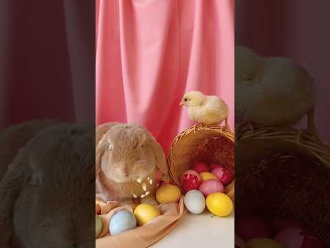Relaxing & Light Music | Fun & Joyful Bunny Compilation | Diversión y Alegría | Süß & Lustig| 療癒可愛萌寵