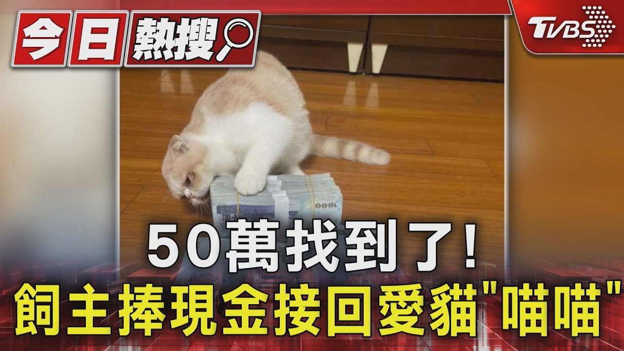 50萬找到了!飼主捧現金接回愛貓「喵喵」