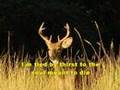 "The death of the deer" Moartea caprioarei 