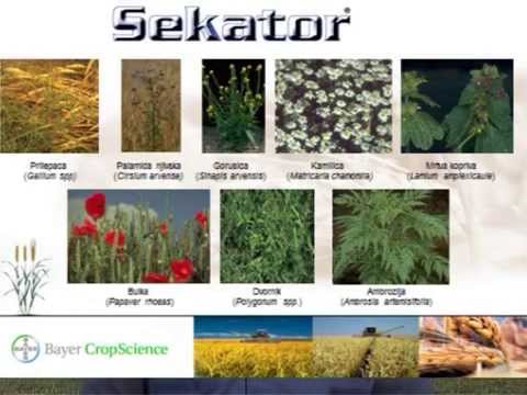 ZASTITA PSENICE OD BOLESTI I KOROVA  BAJER