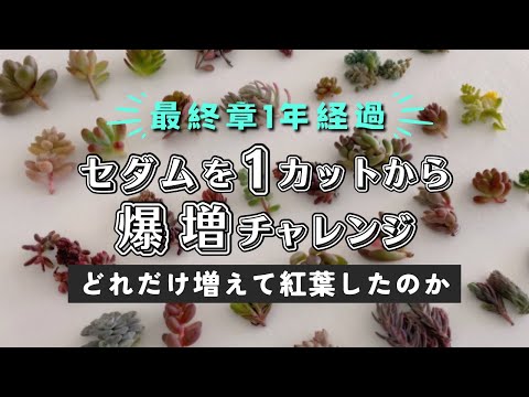 コーラルベリー 植物