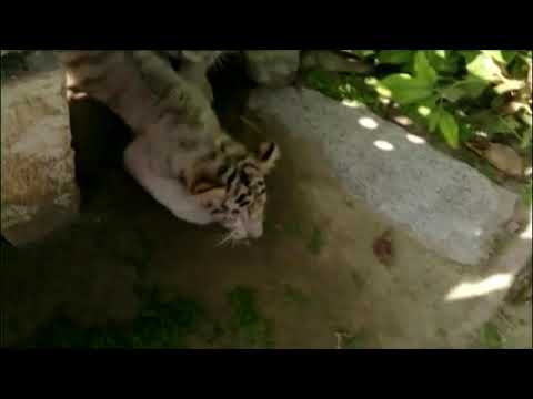 パキスタンのホワイトタイガーの子グマはCOVID-19で死亡した可能性が高い (White tiger cubs in Pakistan likely died of COVID-19)