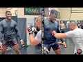 FRANCIS NGANNOU EATS BRUTAL BODY SHOTS LIKE A CHAMP! SHOWS ABS OF STEEL IN NEW BODY SHOT CHALLENGE