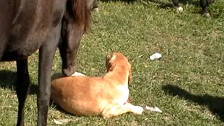 Arabian Filly Loves Golden Retriever but Dog Plays Hard to Get