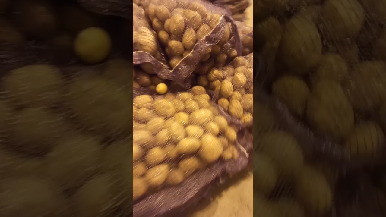 Картофель Гала