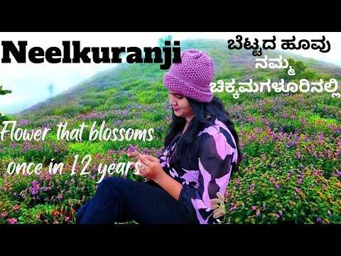 Neelkuranji flowers| Chikmagalur| Mullayyanagiri|Kannada vlog | ಮುಳ್ಳಯ್ಯನಗಿರಿ #chikkamagaluru