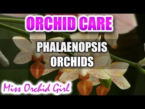 , title : 'How to care for Phalaenopsis Orchids - Watering, fertilizing, reblooming'