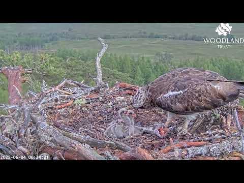 Littlest Loch Arkaig Osprey chick gets a big share after the others have breakfasted 4 Jun 2025