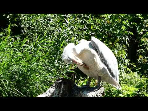 Dalmatian Pelican (Pelecanus crispus) Pelican Spring Tiergarten Zoo Schönbrunn Bird Pond