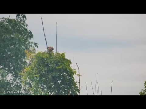 Cornell American Kestrel Cam - Kestrel Chicks playtime 6.24.19