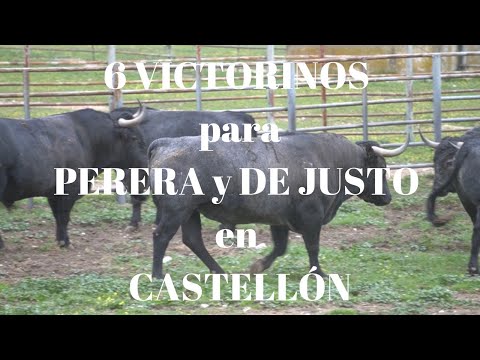 TOROS DE LIDIA de VICTORINO para Plaza de Toros de CASTELLON