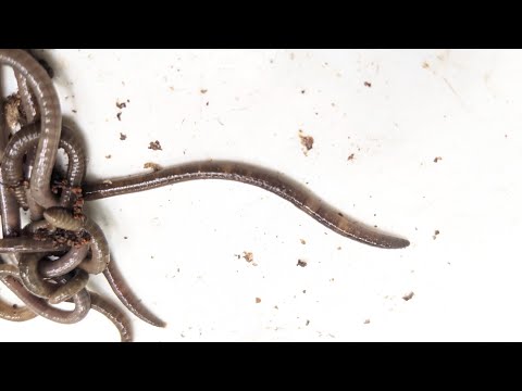 Identifying Invasive Jumping Worms: How to Spot and Stop the Spread