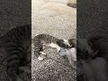 OMG Cat Trending Shorts