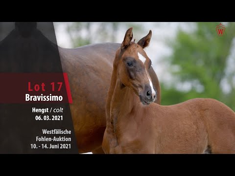 Westfälische Fohlen-Auktion Lot 17 Bravissimo Hengst v. Bonds - Christ