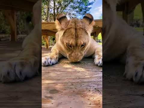 Lions Reaction To Catnip! SO CUTE
