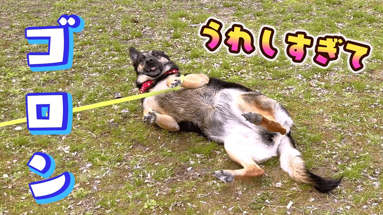視聴者さんから頂いた首輪を愛犬に着けたらこうなりましたw【ジャーマンシェパード】
