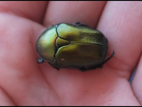 Zlatohlávik medený (Protaetia cuprea) — video o chove a starostlivosti