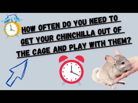 How Often Should You Play With Your Chinchilla And Get It Out Of The Cage (Stop Stressing)