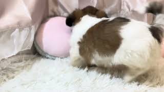 シーズーの動画01