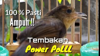 Download lagu Burung Flamboyan Gacor Ngebren Rapat Nyerecet Cocok buat mp3