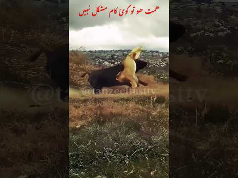Fighting animals#love #shortvideo #shortsfeed #lion #shorts