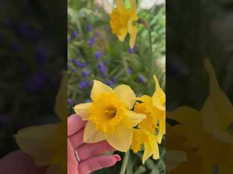 My Season ❤️ #spring #flowers #tulip