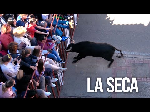 La Seca 2025 Toro del Cajón