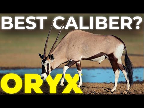 Best Caliber for Oryx Hunting | Full Guide