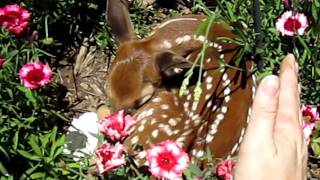 preview picture of video 'Fawn in Flower Bed'