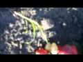 Видео БЕРЕГИНЯ 
