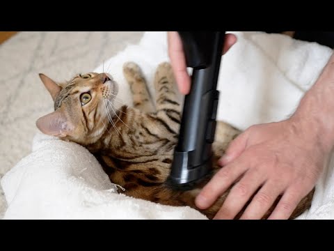 Grooming bengal cat. Part 2. Vacuum cleaner