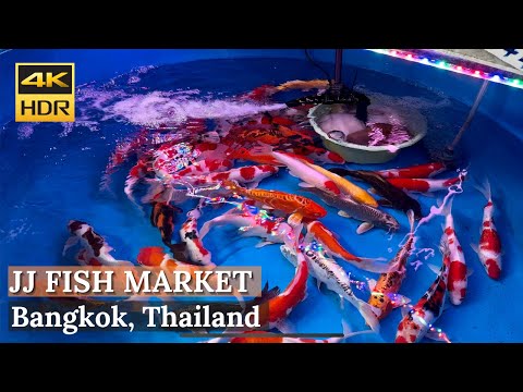 [BANGKOK] Chatuchak Weekend Market Fish Zone "Best Fish Market In Bangkok!" | Thailand [4K HDR Walk]