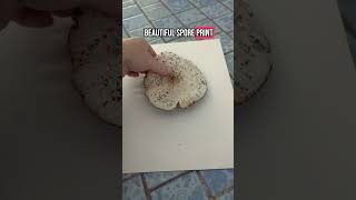 🍄 How to Make a Spore Print from a Toxic Mushroom 🍄