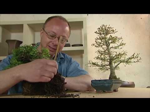 Teasing the roots of a bonsai - Lloyd Noall's Bonsai Lessons Volume 2 part 3