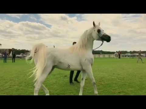 محارب الخزنه الحصان العربي Moharib Al Khazna