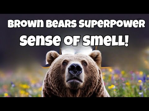 Brown Bears Possess a SUPERPOWER Sense of Smell!