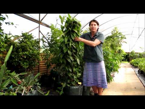 Vanilla Vine Orchid - How to Grow in a Pot and Keep Dwarfed